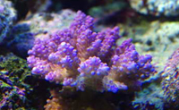 Bouture d'acropora