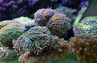 Bouture euphyllia vert