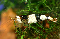 Caridina cf cantonensis black bee