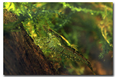 Crevette Caridina cantonensis tiger