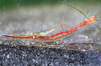 Caridina longirostris