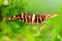 Caridina tigri red