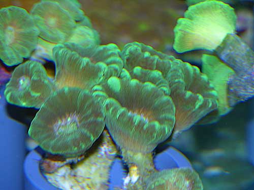 Caulastrea vert peut être Caulastrea curvata?