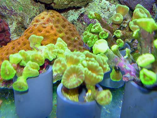Fragment de Caulastrea curvata vert d'Indonésie à la vente en magasin aquariophilie.