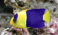 Centropyge bicolor 