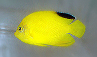 Centropyge heraldi 