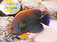 CENTROPYGE POTTERI
