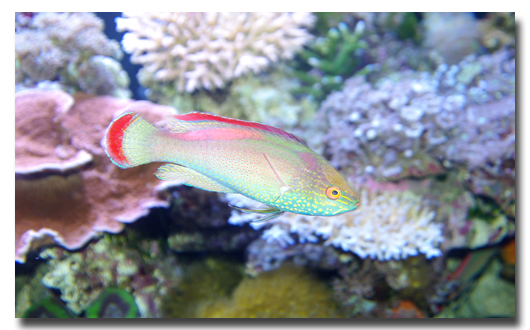 cirrhilabrus rubrimarginatus