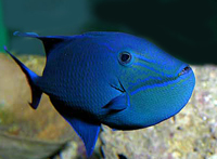 Odonus niger