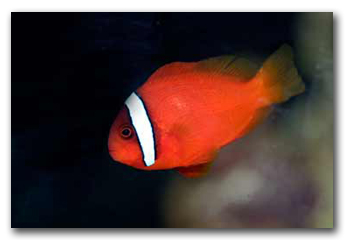 Poissons clown
