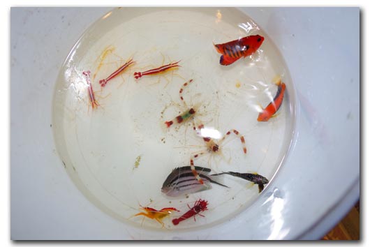 Les habitant changent d'aquarium