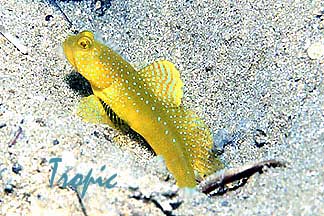 cryptocentrus cinctus