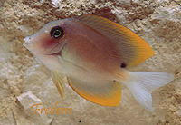 ctenchaetus tominiensis
