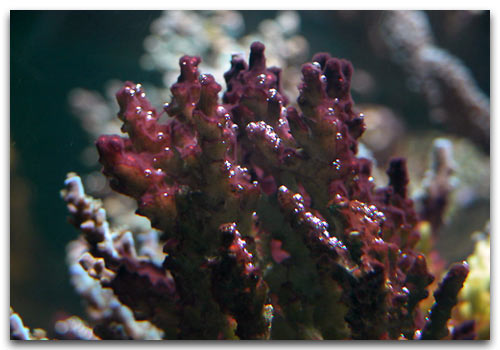 cyanophycée envahissant un acropora qui en mourra