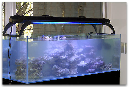 demarage d'un aquarium récifal