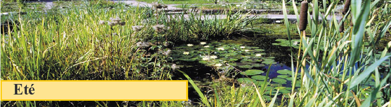 entretien d'été du bassin