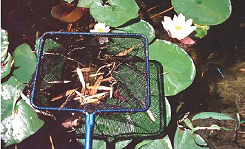enlever feuille dans bassin