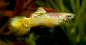 Guppy jaune