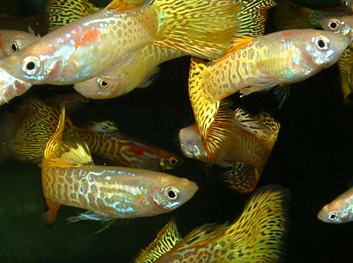 Guppy