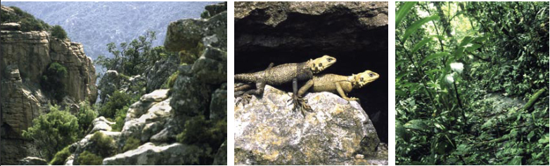 Diferents biotopes de reptiles