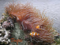 Heteractis magnifica