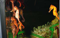 Hippocampe rouge