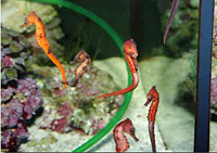 Hippocampus kuda rouge