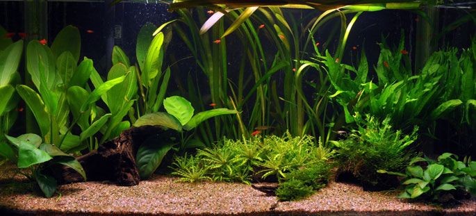 exemple de plantation plantes aquatiques Tropica
