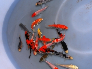 Carpe koï