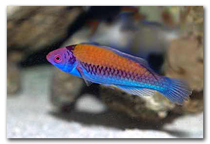 cirrhilabrus solorensis