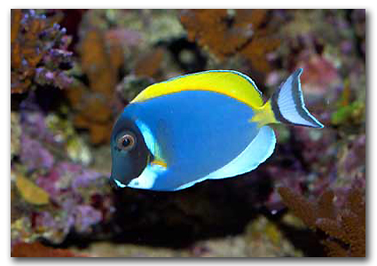  Acanthurus leucosternon