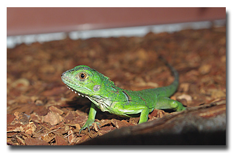lézard vert