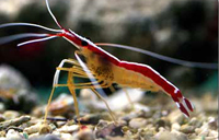 lysmata amboinensis