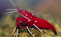 Lysmata debelius