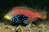 Macropharingodon bipartitus