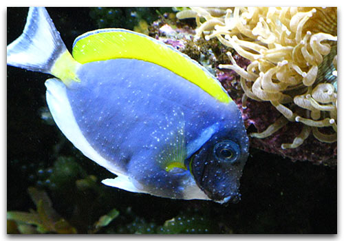 Cryptocaryon irritans sur un Acanthurus leucosternon coutumier du fait