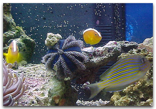 Mespilia globulus, le meilleur oursin pour l'aquarium récifal
