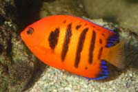 Centropyge loriculus