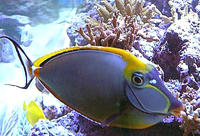 Naso lituratus 