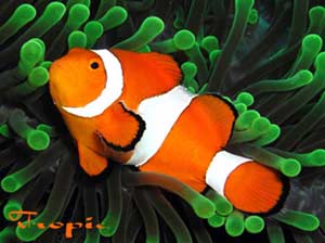 Amphiprion ocellaris