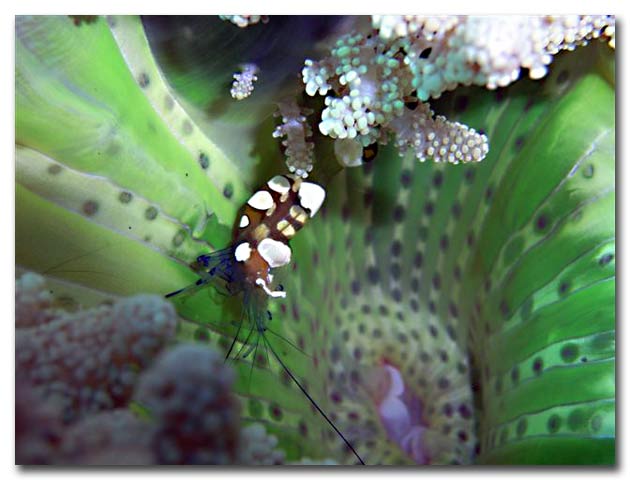 Periclimenes brevicarpalis