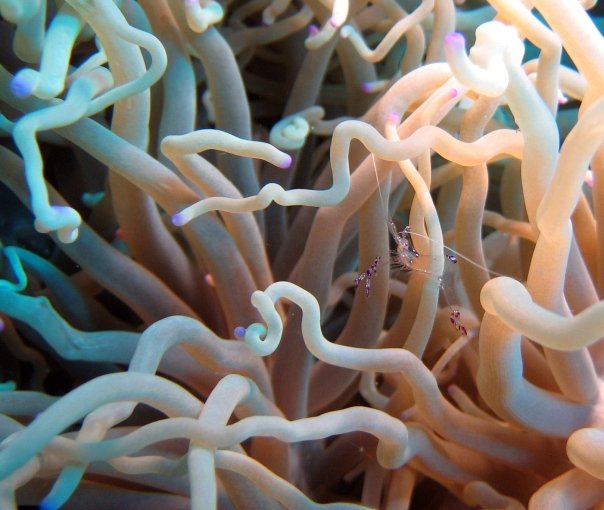 Periclimenes holthuisi