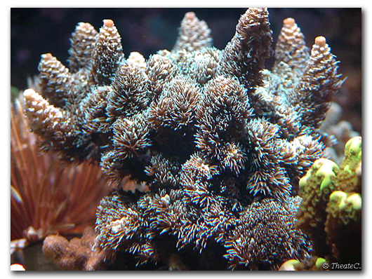 Les Polypes d'Acropora millepora