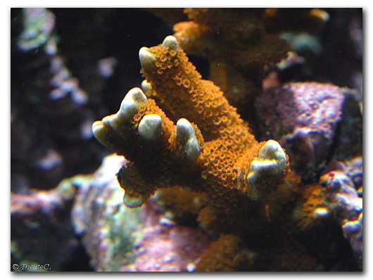 La colonie de polypes sur un Montipora digitata rouge