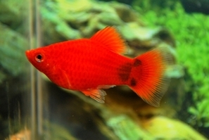 Platy corail tête de mikey mouse