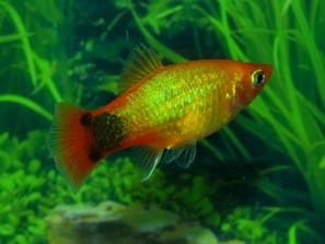 Platy neon doré tête de mickey mouse