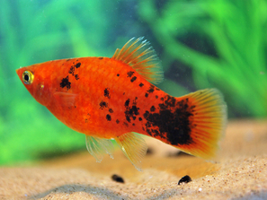 platy rouge moucheté de noir