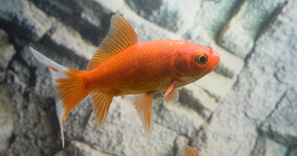 Poisson rouge comette