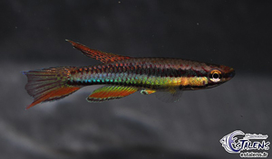 Chromaphyosemion-bitaeniatum-male