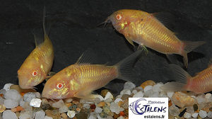 Corydoras aeneus albinos